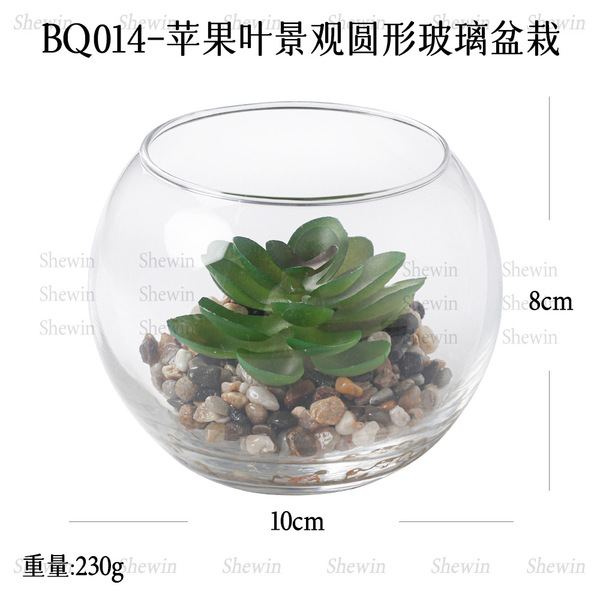 Spot apple leaf tropical plant succulent micro-landscape desert…