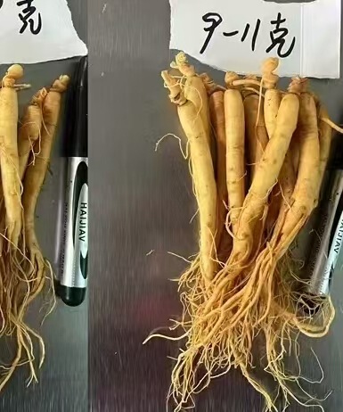 長白山人参（丸ごと根）卸売、鮮人参、生人参、酒漬け、酒造業者、火鍋、化粧品業者向け人参|undefined