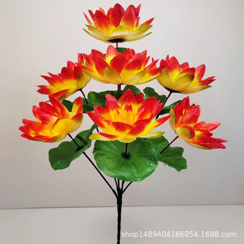 7 수련 선셋 레드