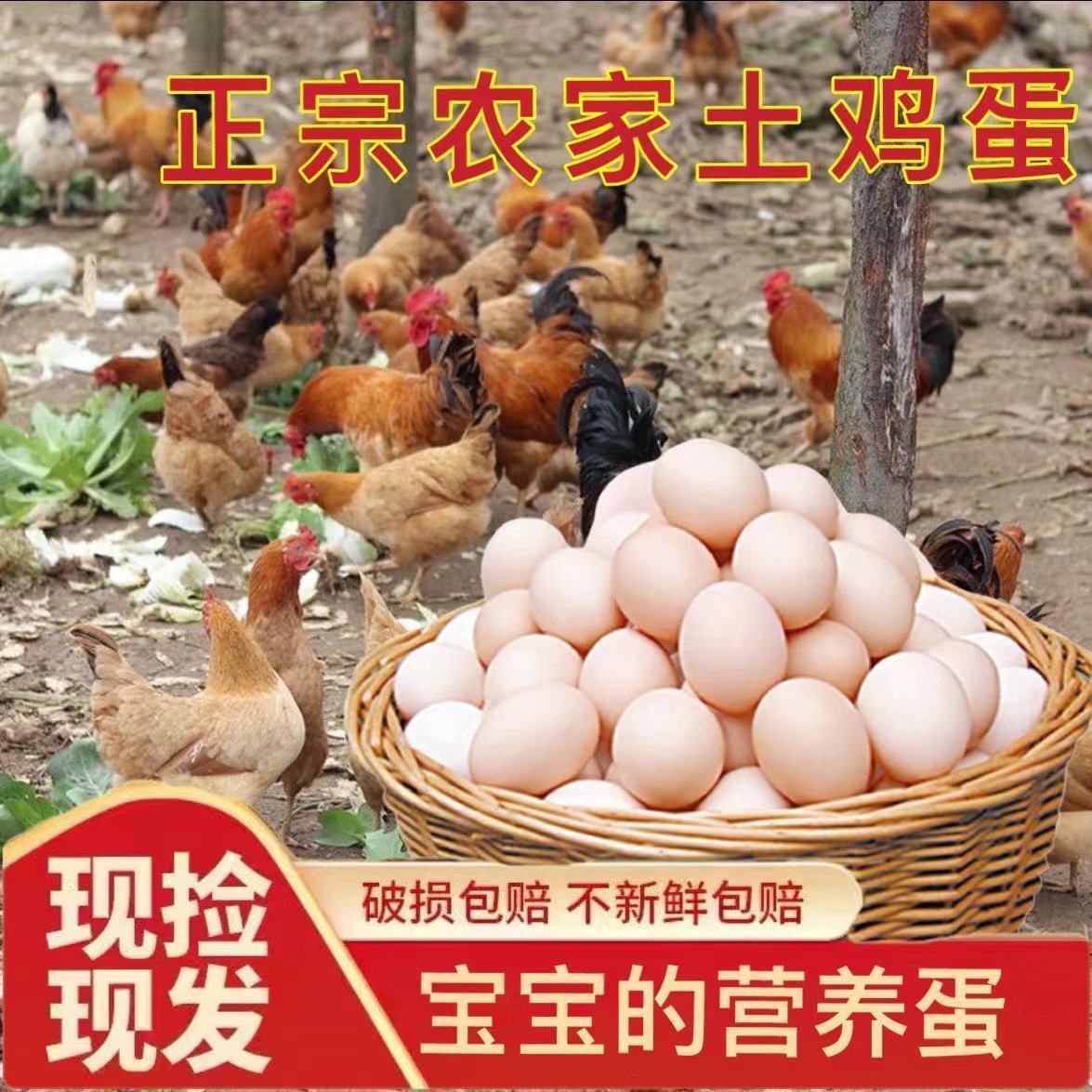 土鸡蛋农家散养鸡蛋新鲜批发价乡村五谷喂养柴鸡蛋月子蛋