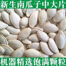 无干燥剂2024新货生南瓜子中大片带壳南瓜籽内蒙古特产2斤5斤包邮