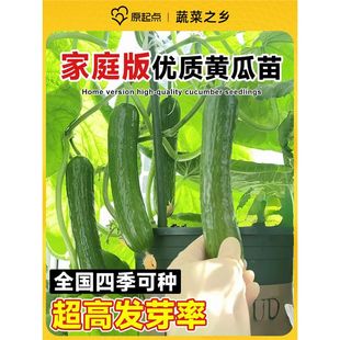 Dutch Fruit Cucumber Seed Seedlings Summer Potted Seedlings Autumn Cucumber Small Vegetable Seeds High-Yielding Grafted Seedlings