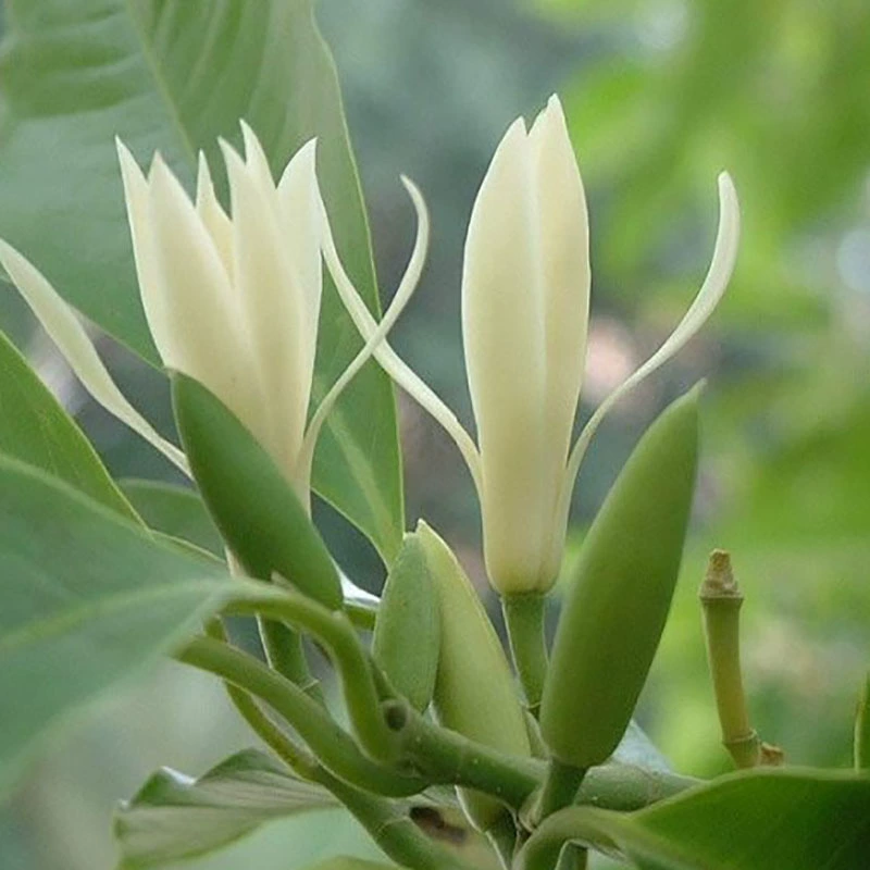 Двор Внутренний балкон Четыре сезона Цветы Белая Орхидея в горшке Лучжоу-аромат Цветочное растение Бренди Сеянка Привитая рассада