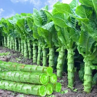 [Four Seasons Lettuce Seeds] Fragrant Lettuce Four Seasons Lettuce Seeds Autumn and Winter Lettuce Seeds
