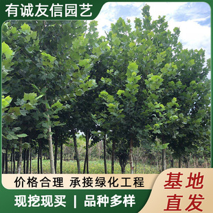 ������ͩ�����������ͥԺ�L�����е��@�־G���Ϸ��Nֲ��ͩ��ͩ��