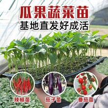 �ļ��߲��緬������С���紺��Nֲ���������������ݮ��������l