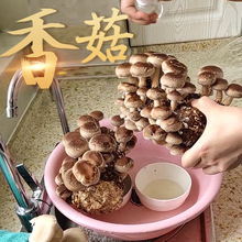 �㹽�������bĢ���Nֲ�����N���Լ�ͥ�Nƽ����ʳ�ü�ͥ���r����
