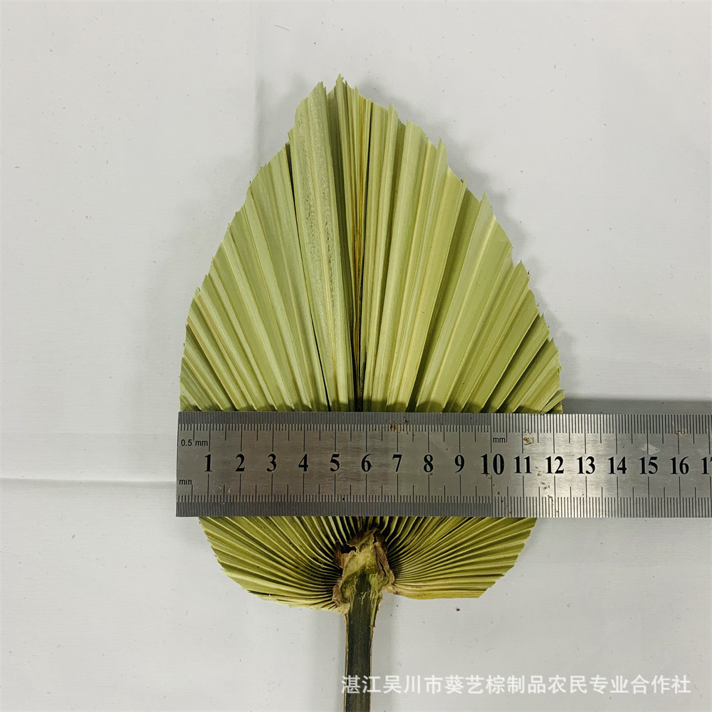 Los fabricantes de hojas de la flor seca de la hoja de la palma de la planta de hoja de la flor seca de la hoja de La Palma