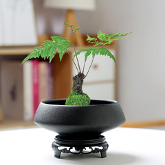 苔蘚球專用盆花盆陶瓷托盤文竹無孔創意家用中式禪意盆景插花器