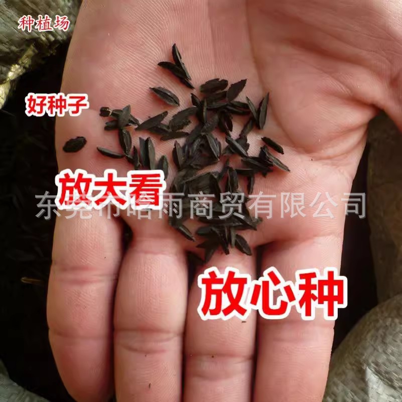 药材种子知母种子当年新收高产蚳母连母野蓼地参保质保量高出芽率