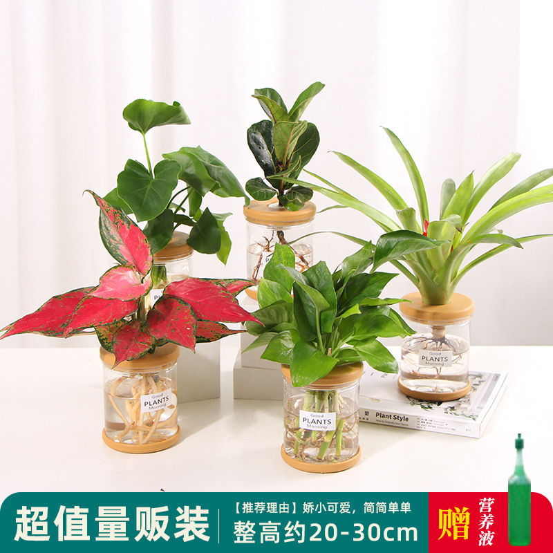 Plantas hidropónicas en maceta de flores de oficina de flores pequeñas plantas verdes en todas las estaciones, fácil de cultivar plantas en maceta de agua suculenta.