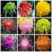 耐寒四季大菊花种子好养盆栽种子室内外庭院阳台植物易活花卉种子