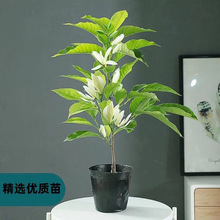 【黄果兰树苗】_黄果兰树苗品牌/图片/价格_黄果兰树苗批发_阿里巴巴