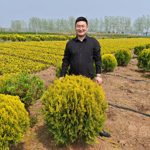 洒金柏黄金柏易成活金黄园林庭院花园绿化耐寒耐旱工程风景树苗