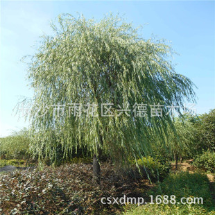 Bulk Wholesale of Greening Seedlings, Willows 3-5-8- 10-12cm Golden Willows, Hunan Willows with High Survival Rate