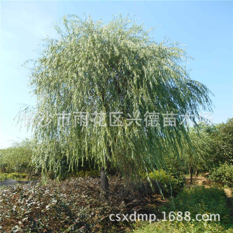 大量批发绿化苗木垂柳 3-5-8-10-12公分金丝垂柳 湖南柳树 成活高