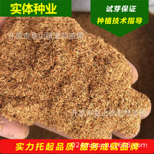 ��ѩ���N�ӈ@�־G����ľ���齑���շN���Ѳ����燊ѩ������С��