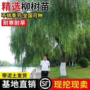 ������紹�������S��������ͥԺ�G�����L�����е���������z����