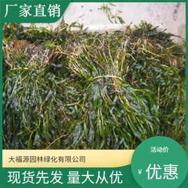 苗木基地批发菹草 虾藻虾草 各种水生植物 丰富多样包成活
