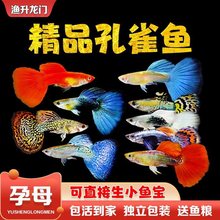 孔雀鱼淡水热带鱼小型观赏鱼繁殖孕母临产胎生好养耐活耐养凤尾鱼