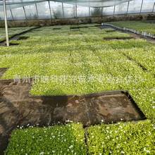 青州花卉新西兰半边莲盆栽花苗方盘苗新西兰半边连耐热寒草皮地被