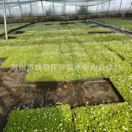 宿根花卉;盆栽;一二年生花卉