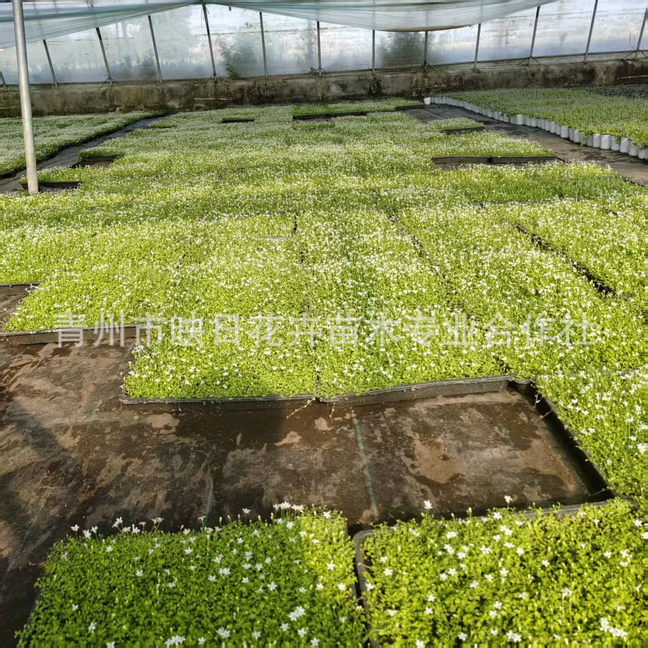 青州花卉新西兰半边莲盆栽花苗方盘苗新西兰半边连耐热寒草皮地被