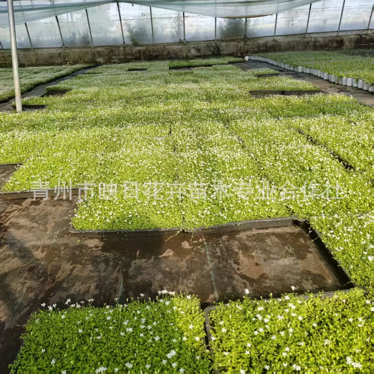 青州花卉新西兰半边莲盆栽花苗方盘苗新西兰半边连耐热寒草皮地被