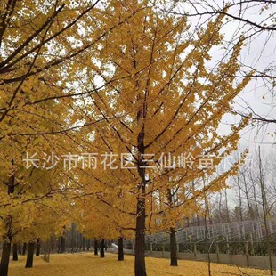�����е��� 15cm �L���� �y�� ���κ� ���ɻ� ��ϵ�l�_