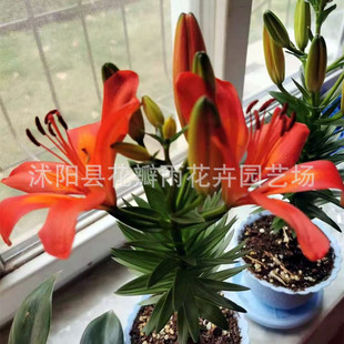 ��ˮ�ٺϰٺϷN�� �ٺϷN���������ֲ�����ԾGֲ��ѿ�r�л��N��