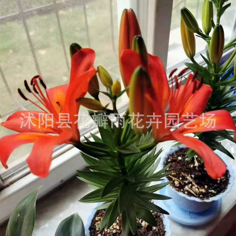 Духи Лилия семена луковицы лилии Семена луковицы цветок растение в горшке зеленое растение с бутоном свежий срезанный цветок луковицы