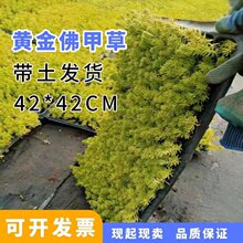 黄金佛甲草地被植物可四季观叶盆栽庭院假山绿化屋顶隔热耐热耐寒