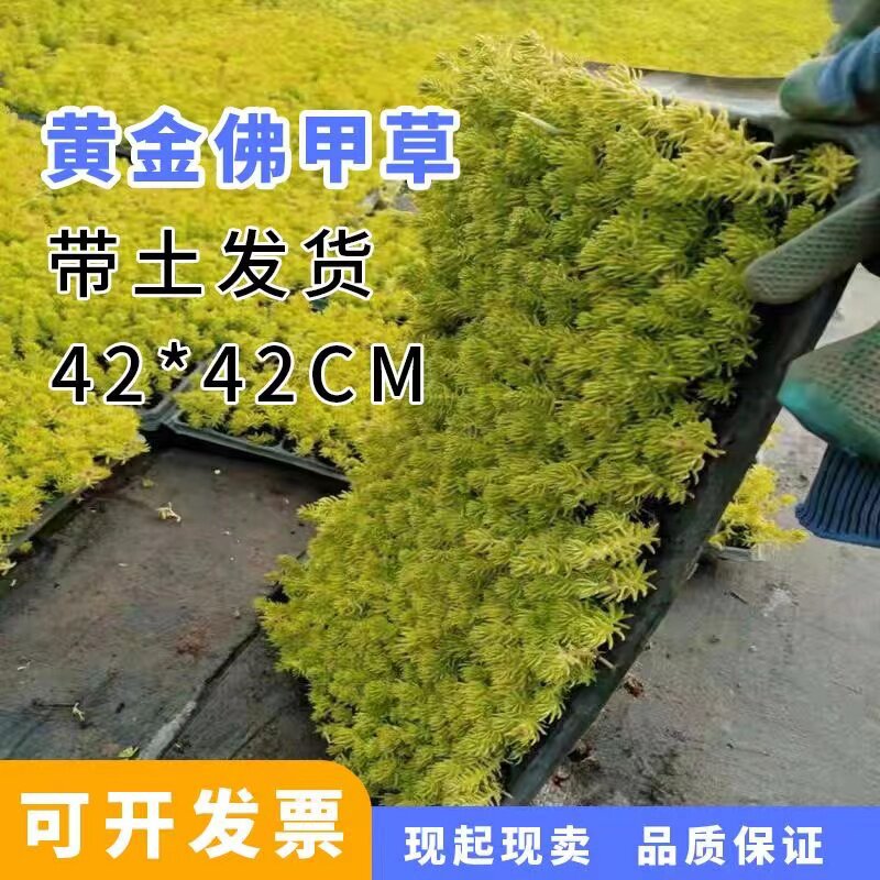 黄金佛甲草地被植物可四季观叶盆栽庭院假山绿化屋顶隔热耐热耐寒