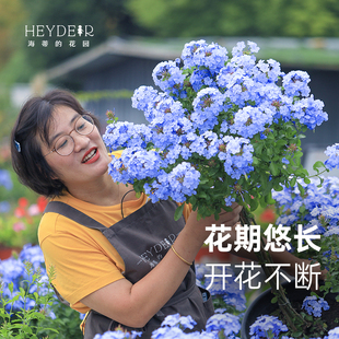 Heidi's Garden Flagship Store Blue Snowflake Potted Large Seedlings Lollipop Balcony Roof Courtyard Easy-To-Grow Flower Plants