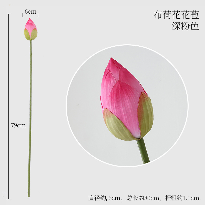 부화 연꽃 봉오리 진분홍색