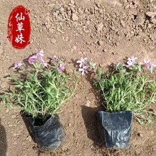 ���������� �������^�G�����ر� ���������� �������ͺ�����֥��