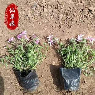 Phlox Flower Sea Landscape Project Greening Belt Ground Cover Clump Phlox Perennial Cold-Resistant Flower Azalea