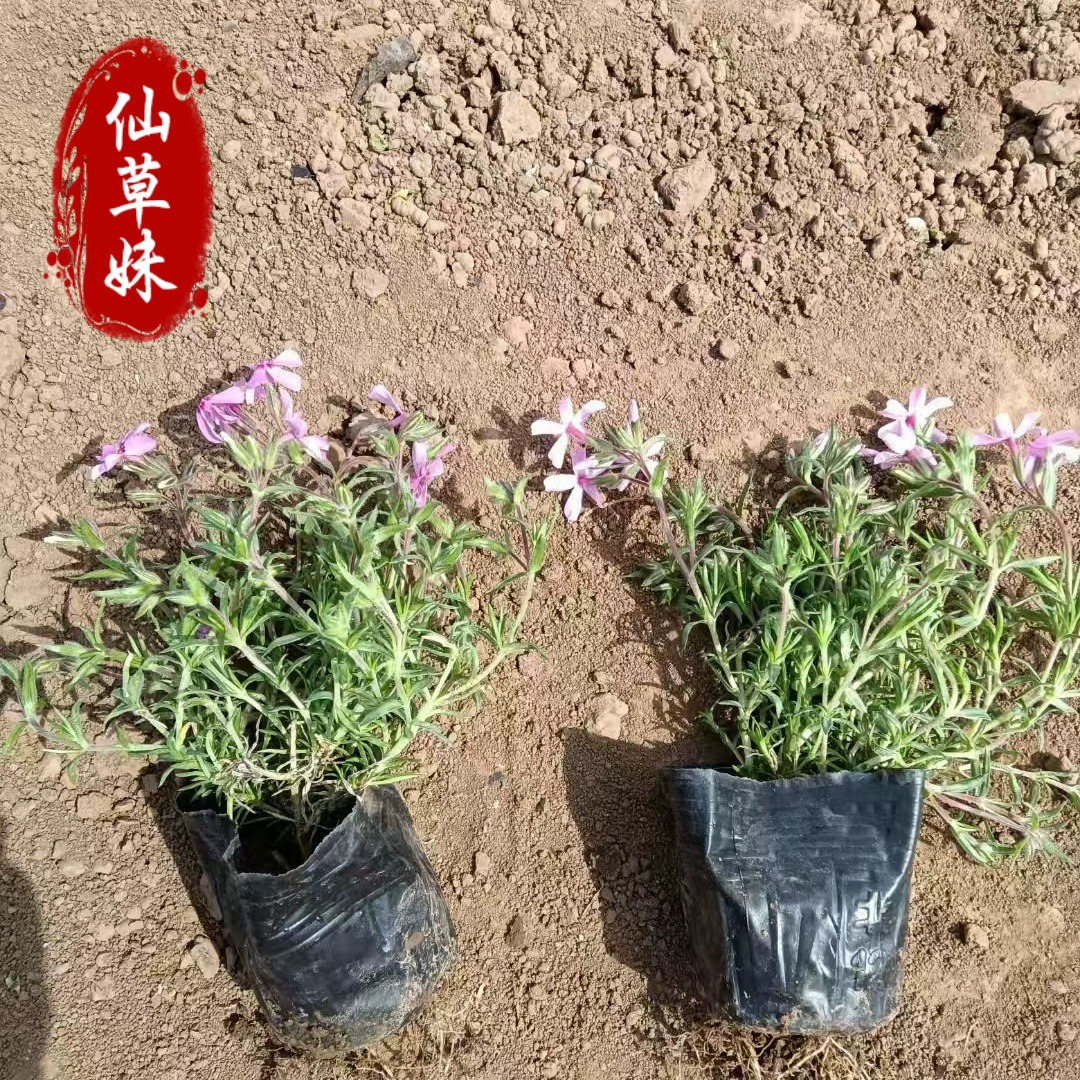 Проект морского пейзажа с цветами Phlox, почвенный покров зеленого пояса, кластерные Phlox, многолетний морозостойкий цветок, вишневая трава