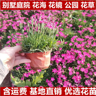 �Wʯ�������ʯ�����Գ���ʯ��G����ľ�ļ�����ر�ֲ��