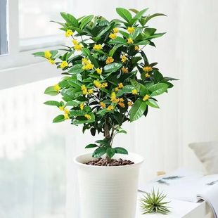 𻨘ֲ҃ͥԺԻļͺB׻