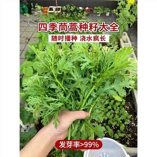 Chrysanthemum Seeds, Large-Leaf, Medium- and Small-Leaf Vegetable Seeds, All-Season Autumn and Winter Vegetable Seeds, Balcony Planting of Rapeseed