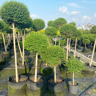 С�~Ůؑ���������͘�������ͥԺ�e���G������ֲ���^�~�ļ�����