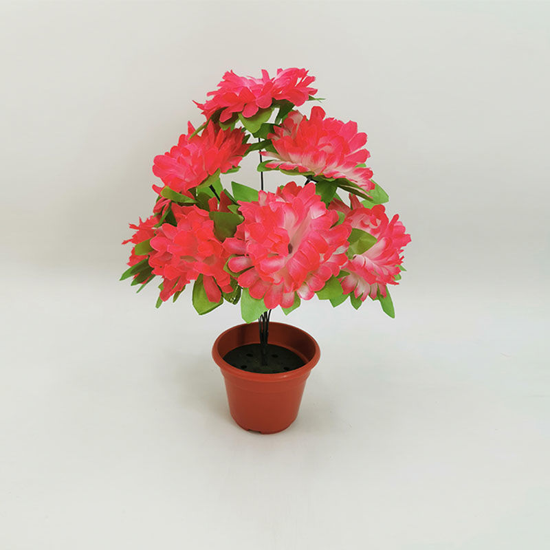 7 chrysanthemums with leaves (pink edge) 1 branch - 1 branch + flowerpot quality choice
