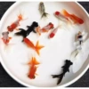 8 random goldfish about 3cm, 2 free for replacement