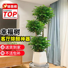 Ҹ͏dԴϘGֲk҃ƽȩֲļl