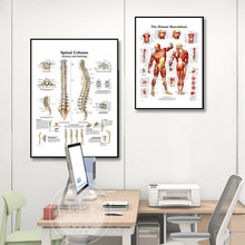 脊柱挂图医学院人体解刨脊椎装饰画肌肉组织骨盆关节骨骼英文挂画