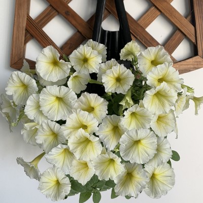 Amazon pe green suspension ventilation strawberry flowers and plants Handle Transplanting Blueberry Nutritional bowl flower Nursery bags