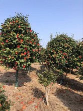 别墅名贵山茶花四季开花浓香型树苗带花苞室外客厅盆栽耐寒茶花苗