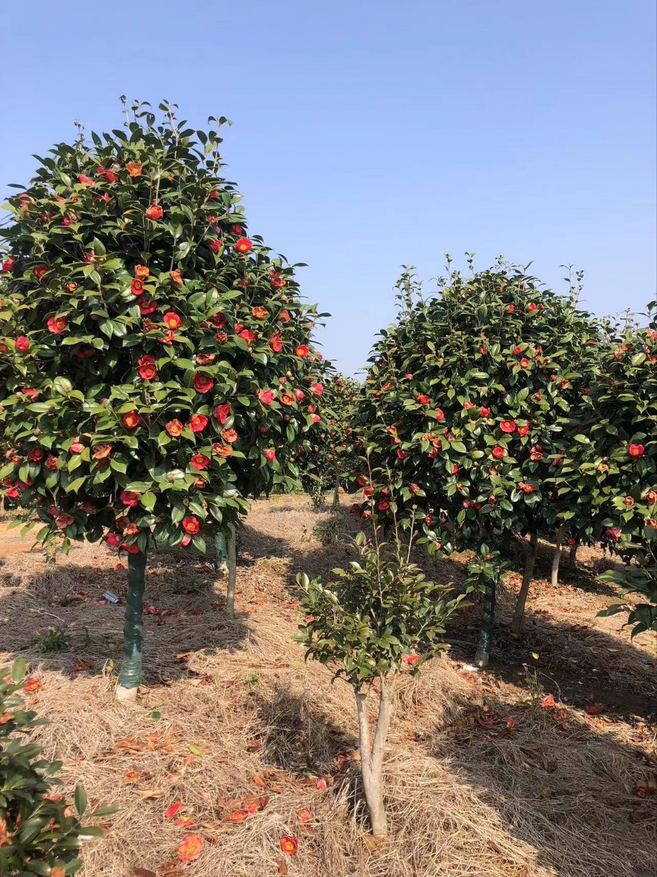 别墅名贵山茶花四季开花浓香型树苗带花苞室外客厅盆栽耐寒茶花苗