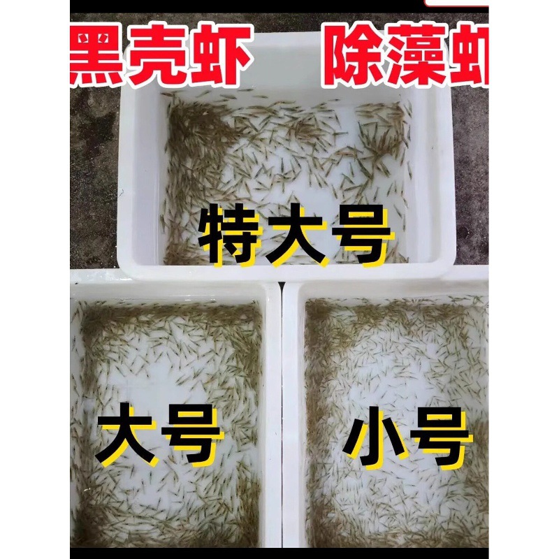 Black Shrimp Extra Large 2.5- 3cm / Large 1.8- 2.5cm / Small 1- 1.8cm Algae-Eating Shrimp
